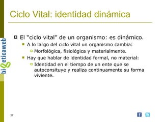 El “ciclo vital” de un organismo: es dinámico. A lo largo del ciclo vital un organismo cambia: Morfológica, fisiológica y materialmente. Hay que hablar de identidad formal, no material: Identidad en el tiempo de un ente que se autoconsituye y realiza continuamente su forma viviente. Ciclo Vital: identidad dinámica 