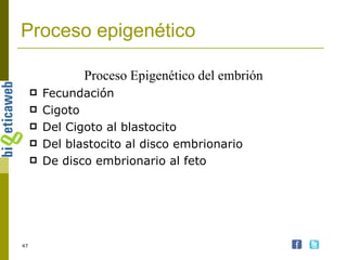 Proceso epigenético Fecundación Cigoto Del Cigoto al blastocito Del blastocito al disco embrionario De disco embrionario al feto Proceso Epigenético del embrión 