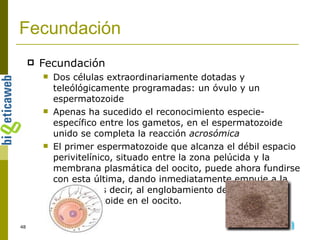 Fecundación Fecundación Dos células extraordinariamente dotadas y teleólógicamente programadas: un óvulo y un espermatozoide Apenas ha sucedido el reconocimiento especie-específico entre los gametos, en el espermatozoide unido se completa la reacción  acrosómica El primer espermatozoide que alcanza el débil espacio perivitelínico, situado entre la zona pelúcida y la membrana plasmática del oocito, puede ahora fundirse con esta última, dando inmediatamente empuje a la  singamia  es decir, al englobamiento del espermatozoide en el oocito. 