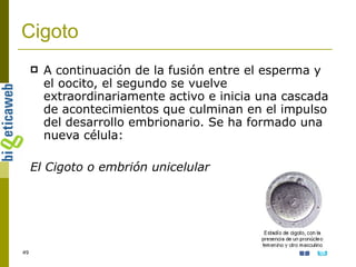 Cigoto A continuación de la fusión entre el esperma y el oocito, el segundo se vuelve extraordinariamente activo e inicia una cascada de acontecimientos que culminan en el impulso del desarrollo embrionario. Se ha formado una nueva célula: El Cigoto o embrión unicelular 