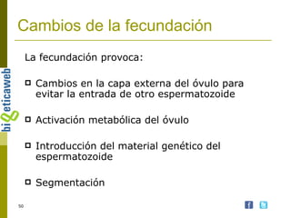 Cambios de la fecundación La fecundación provoca: Cambios en la capa externa del óvulo para evitar la entrada de otro espermatozoide Activación metabólica del óvulo Introducción del material genético del espermatozoide Segmentación 