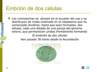 Embrión de dos células Los cromosomas se  alinean en el ecuador del uso y se distribuyen de modo ordenado en el citoplasma que ha comenzado dividirse, hasta que sean formadas, dos células, cada una dotada de una pareja del genoma entero, que permanecen unidas íntimamente formando El embrión de dos células Han pasado 36 horas desde la fecundación 