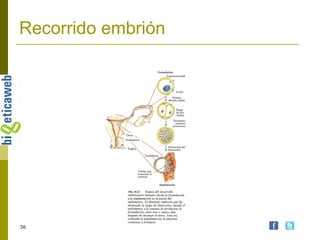 Recorrido embrión 