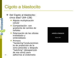 Cigoto a blastocito Del Cigoto al blastocito: cinco días? (64-128) Rápida multiplicación celular Compactación: con gradiente de cambio de señales Polarización de las células trofoblasto y embrioblasto Primero “hardering”(endurecimiento de protección de la zona pelúcida) y después “hatching” (desaparición de esa zona) para adherirse al endometio 