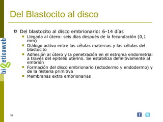 Del Blastocito al disco Del blastocito al disco embrionario: 6-14 días Llegada al útero: seis días después de la fecundación (0,1 mm) Diálogo activo entre las células maternas y las células del blastocito Adhesión al útero y la penetración en el estroma endometrial a través del epitelio uterino. Se estabiliza definitivamente al embrión Formación del disco embrionario (ectodermo y endodermo) y de la histeria primitiva Membranas extra embrionarias 