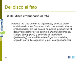 Del disco al feto Del disco embrionario al feto Durante las tres semanas siguientes, en este disco embrionario -que forma un todo con las estructuras embrionarias, sin las cuales no podría producirse al desarrollo posterior-se define el  diseño general del cuerpo (body plan)  y se inicia el  modelado (patterning ) de los diferentes órganos y tejidos, seguido por la histogénesis y por la organogénesis 
