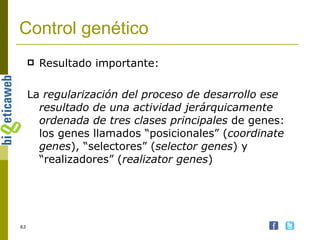 Control genético Resultado importante: La  regularización del proceso de desarrollo ese resultado de una actividad jerárquicamente ordenada de tres clases principales  de genes: los genes llamados “posicionales” ( coordinate genes ), “selectores” ( selector genes ) y “realizadores” ( realizator genes ) 