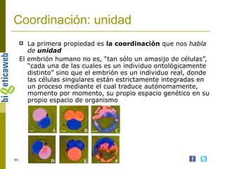 Coordinación: unidad La primera propiedad es  la coordinación  que nos  habla de  unidad El embrión humano no es, “tan sólo un amasijo de células”, “cada una de las cuales es un individuo ontológicamente distinto” sino que el embrión es un individuo real, donde las células singulares están estrictamente integradas en un proceso mediante el cual traduce autónomamente, momento por momento, su propio espacio genético en su propio espacio de organismo 