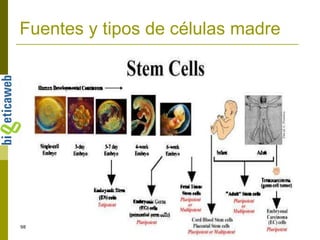 Fuentes y tipos de células madre 