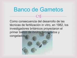 Banco de Gametos
          
Como consecuencia del desarrollo de las
técnicas de fertilización in vitro, en 1982, los
investigadores británicos proyectaron el
primer banco de óvulos fecundados y
congelados
 