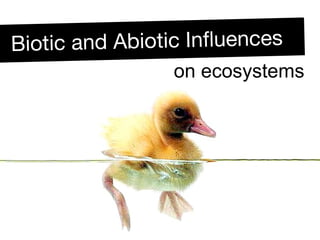 Biotic and Abiotic Influences on ecosystems 
