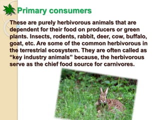 Primary consumers 
These are purely herbivorous animals that are 
dependent for their food on producers or green 
plants. Insects, rodents, rabbit, deer, cow, buffalo, 
goat, etc. Are some of the common herbivorous in 
the terrestrial ecosystem. They are often called as 
“key industry animals” because, the herbivorous 
serve as the chief food source for carnivores. 
 
