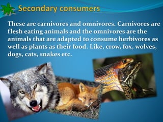 These are carnivores and omnivores. Carnivores are 
flesh eating animals and the omnivores are the 
animals that are adapted to consume herbivores as 
well as plants as their food. Like, crow, fox, wolves, 
dogs, cats, snakes etc. 
 