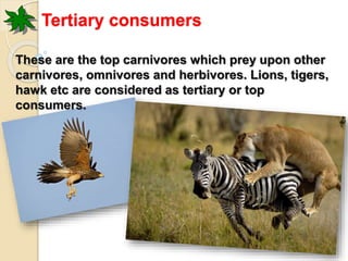 Tertiary consumers 
These are the top carnivores which prey upon other 
carnivores, omnivores and herbivores. Lions, tigers, 
hawk etc are considered as tertiary or top 
consumers. 
 