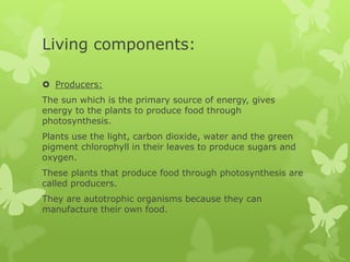 Living components:

 Producers:
The sun which is the primary source of energy, gives
energy to the plants to produce food through
photosynthesis.
Plants use the light, carbon dioxide, water and the green
pigment chlorophyll in their leaves to produce sugars and
oxygen.
These plants that produce food through photosynthesis are
called producers.
They are autotrophic organisms because they can
manufacture their own food.
 