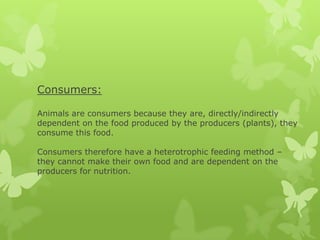 Consumers:

Animals are consumers because they are, directly/indirectly
dependent on the food produced by the producers (plants), they
consume this food.

Consumers therefore have a heterotrophic feeding method –
they cannot make their own food and are dependent on the
producers for nutrition.
 