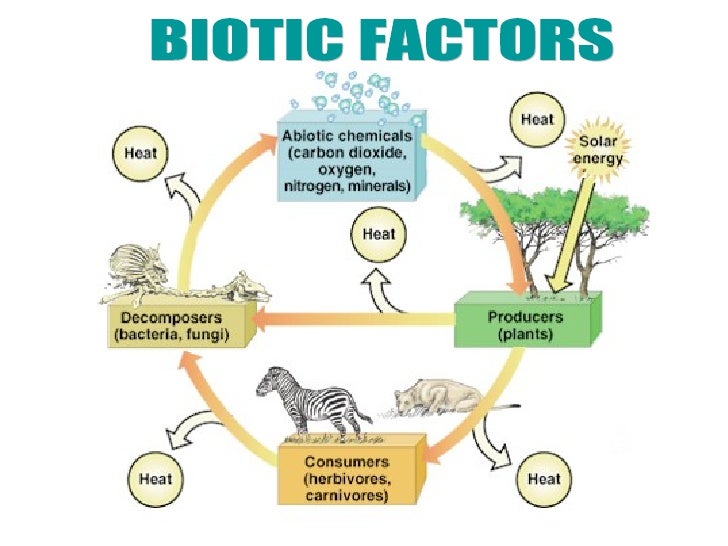 Abiotic Vs Biotic Factors Venn Diagram Answers - Abiotic Vs Biotic Venn Dia...