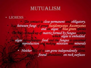 Mutualism
• Lichens -
• The contact is close,permanent and obligatory.
• It is between fungi of group basidomycetes/Ascomycetes
and an algae of blue green species
• The body is made up of matrix formed by fungus within
which algae is embedded.
• The algae manufactures food and the fungus is concerned
with reproduction and making moisture and minerals
available.
• Neither two of it can grow independently alone.
• They are found abundantly on rock surfaces.
 