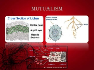Mutualism
 