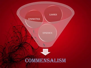COMMENSALISM
Epizoics
Epiphytes
Lianes
 