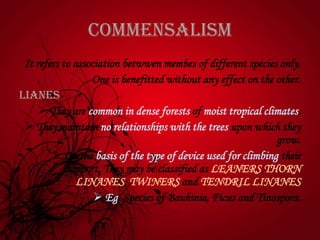 Commensalism
It refers to association betwwen membes of different species only.
One is benefitted without any effect on the other.
LIANES-
 They are common in dense forests of moist tropical climates.
 They maintain no relationships with the trees upon which they
grow.
 On the basis of the type of device used for climbing their
support, They may be classified as LEANERS,THORN
LINANES, TWINERS and TENDRIL LINANES
 Eg: Species of Bauhinia, Ficus and Tinospora.
 