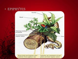 • Epiphytes
 