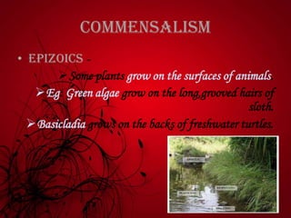 Commensalism
• Epizoics -
Some plants grow on the surfaces of animals.
Eg: Green algae grow on the long,grooved hairs of
sloth.
Basicladia grows on the backs of freshwater turtles.
 