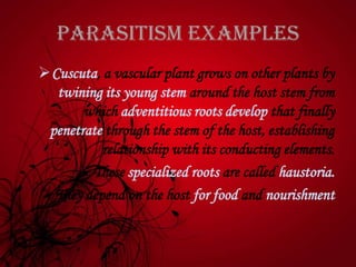 Parasitism Examples
Cuscuta, a vascular plant grows on other plants by
twining its young stem around the host stem from
which adventitious roots develop that finally
penetrate through the stem of the host, establishing
relationship with its conducting elements.
These specialized roots are called haustoria.
They depend on the host for food and nourishment
 