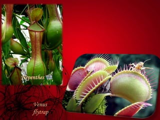Nepenthes
Venus
flytrap
 
