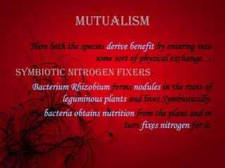 Mutualism
Here both the species derive benefit by entering into
some sort of physical exchange…
Symbiotic nitrogen fixers-
Bacterium Rhizobium forms nodules in the roots of
leguminous plants and lives Symbiotically.
The bacteria obtains nutrition from the plant and in
turn fixes nitrogen for it.
 