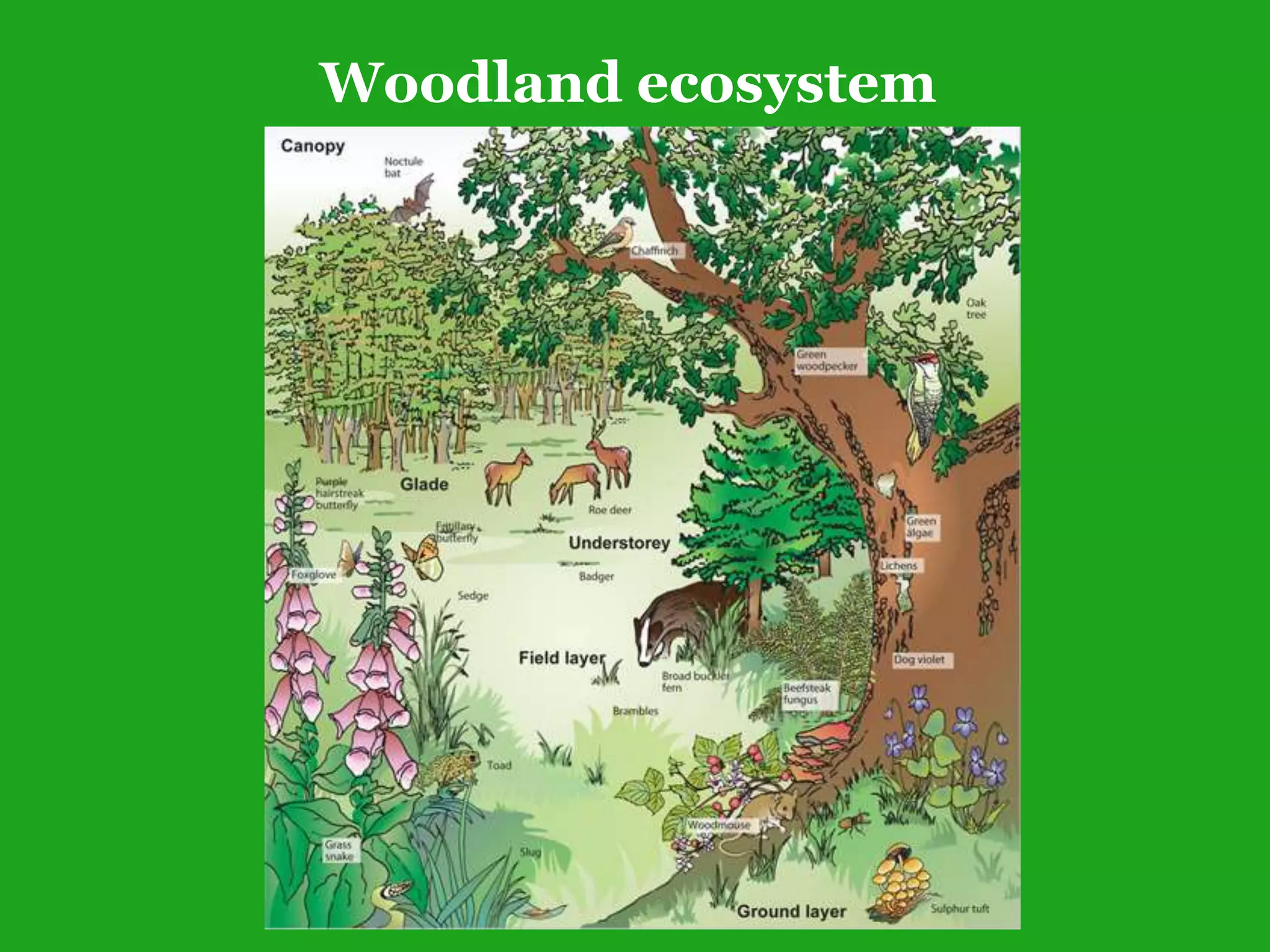 Woodland ecosystem
 