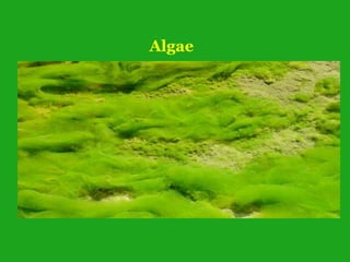 Algae
 