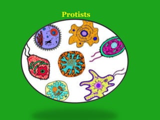 Protists
 