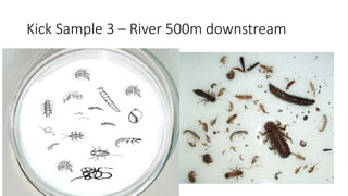 Kick Sampling Method Biotic index online river sampling activity | PDF