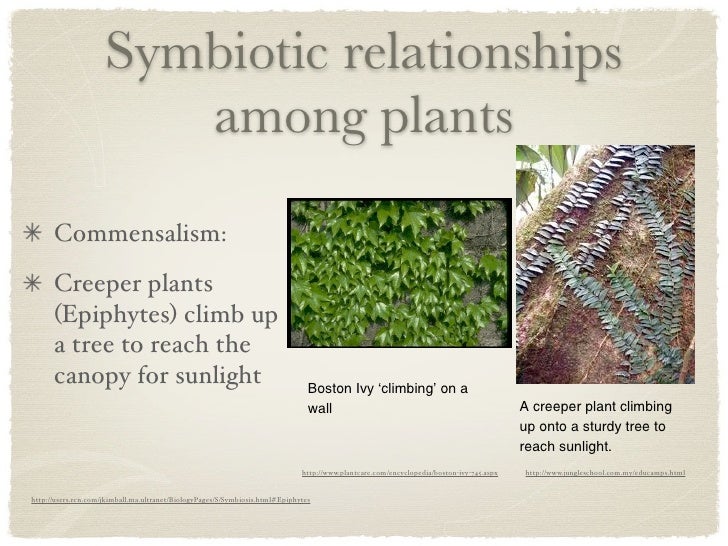 Biotic relationships