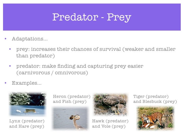 Examples of predators and their prey