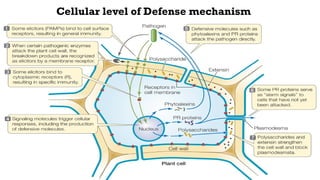 BIOTIC STRESS plant stress due to pathogen attack | PPTX