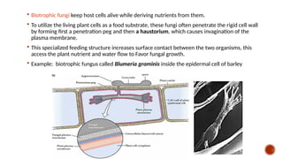 BIOTIC STRESS plant stress due to pathogen attack | PPTX