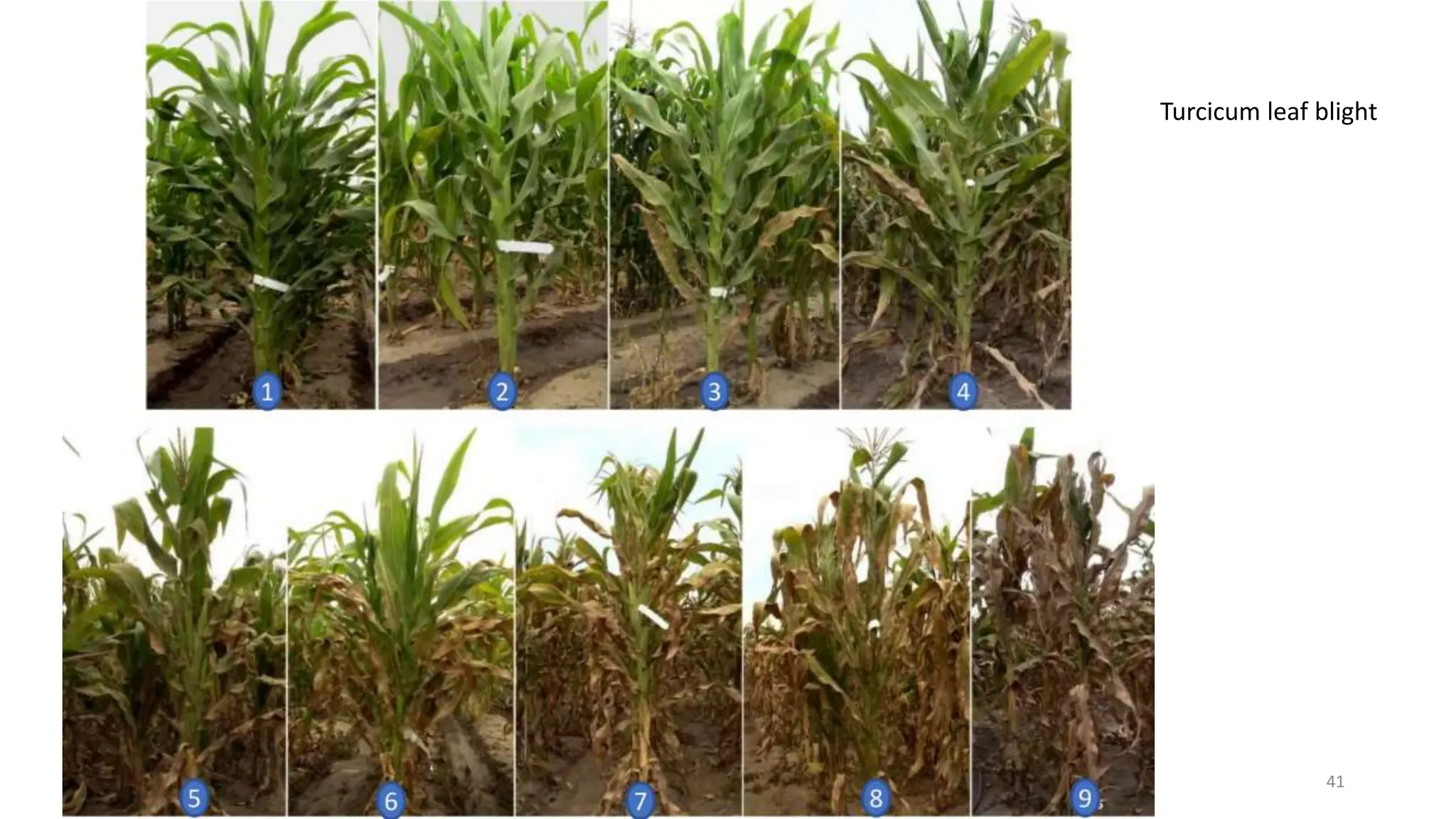 BREEDING FOR RESISTANCE TO BIOTIC STRESS.pptx