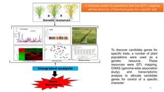 BREEDING FOR RESISTANCE TO BIOTIC STRESS.pptx