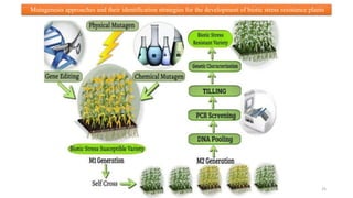 BREEDING FOR RESISTANCE TO BIOTIC STRESS.pptx