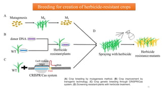 BREEDING FOR RESISTANCE TO BIOTIC STRESS.pptx