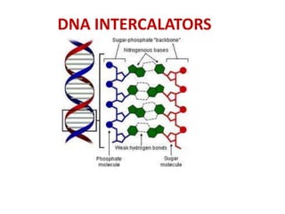 DNA INTERCALATORS
 