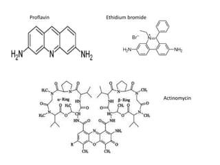 Proflavin   Ethidium bromide




                               Actinomycin
 