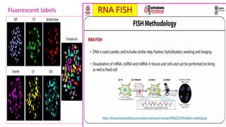 Biotin (vitamin b7) biological functions, clinical indications and its ...