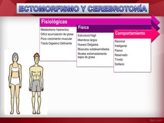 Fisiológicas
Metabolismo hiperactivo
Difícil acumulación de grasa
Poco crecimiento muscular
Tracto Digestivo Deficiente
Física
Estructura frágil
Miembros largos
Huesos Delgados
Músculos subdesarrollados
Niveles extremadamente
bajos de grasa
Comportamiento
Racional
Inteligente
Pasivo
Reservado
Tímido
Solitario
 