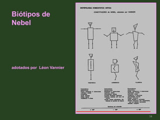 Biótipos de
Nebel
adotados por Léon Vannier
14
 
