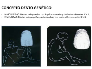 CONCEPTO DENTO GENÉTICO:
- MASCULINIDAD: Dientes más grandes, con ángulos marcados y similar tamaño entre IC e IL.
- FEMENEIDAD: Dientes más pequeños, redondeados y con mayor diferencia entre IC e IL .

 
