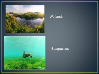 Wetlands
Seagrasses
 