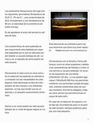 Los parámetros ﬁsioquimicos del lugar son
los siguientes; (promedios) Temperatura de
25.6º C , Ph de 6.1 , una conductividad de
40.6 microsiemens y una transparencia de
90 cm, la velocidad de la corriente es de
0,045 mtr/seg
Es de agradecer al autor del estudio la cali-
dad de este.
Una característica de esta quebrada es
que mayormente esta habitada por espe-
cies pequeñas por lo que es idea para po-
der diseñar un acuario biótopo de allí, va-
mos a ver un ejemplo de cómo podría ser
este acuario.
Obviamente en este como en otros artícu-
los la selección de especies es orientativa
y contando con las necesidades de cada
especie, todo aﬁcionado es libre de inter-
pretarlo de otra manera y con diferentes
especies, no hay que olvidar que es un
ejemplo y un pequeño acercamiento al bió-
topo.
Vamos a ver como podría ser este acuario
biótopo de un caño de aguas negras en Le-
ticia.
Esta decoración es orientativa pero hay
que reconocer que tiene muy buen aspec-
to.
Comenzamos con el tamaño y forma del
tanque, como en otras ocasiones y debido
a las características del biótopo a imitar no
nos serviría un acuario estándar. Un acua-
rio de exposición de una tienda
(120x30x35 125 ltrs) , o si es posible algo
mayor (150x50x40 300 ltrs) nos permitirán
mantener una comunidad variada de espe-
cies, creando cardúmenes para las que
sea necesario. Esa forma alargada y baja,
así como ancha nos permitirá emular el
cauce de este caño.
En caso de no disponer de espacio o no
se dan las circunstancias para un acuario
de este tamaño, siempre podemos optar
por uno mas pequeño.
11
Fuente: Devianart.net user/beastysakura
 